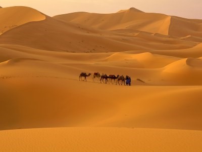 dromadaires dans le Sahara